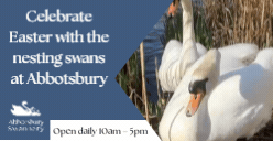 Abbotsbury Swannery (Easter Animated Ad)