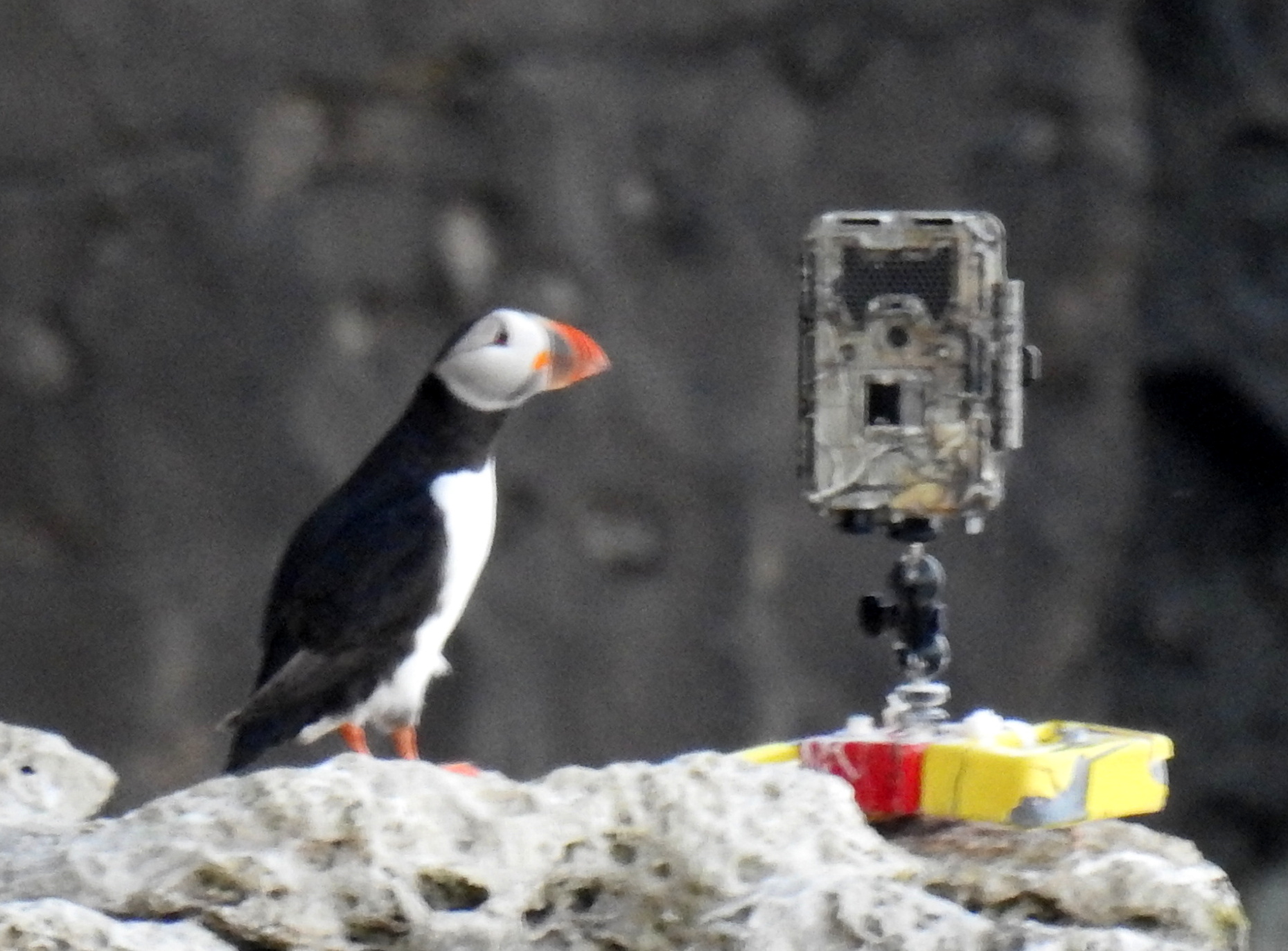 Puffin and camera. Credit Pete Christie