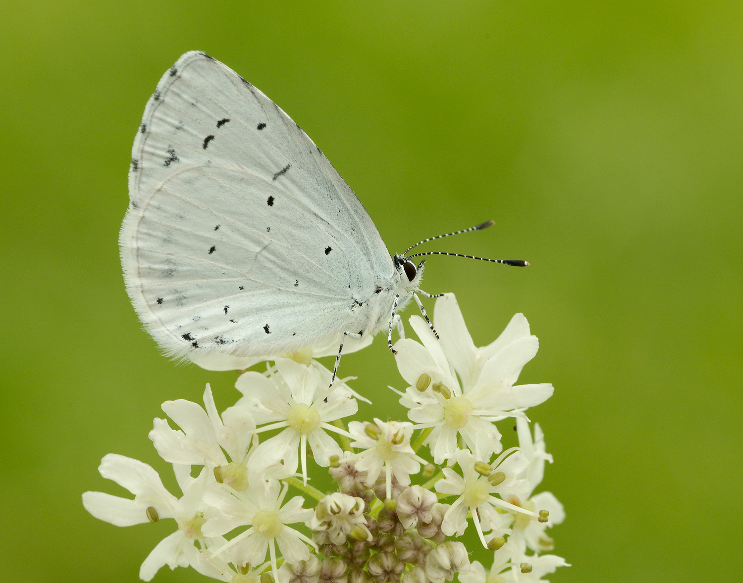 Holly Blue Credit: Iain H Leach, Butterfly Conservation