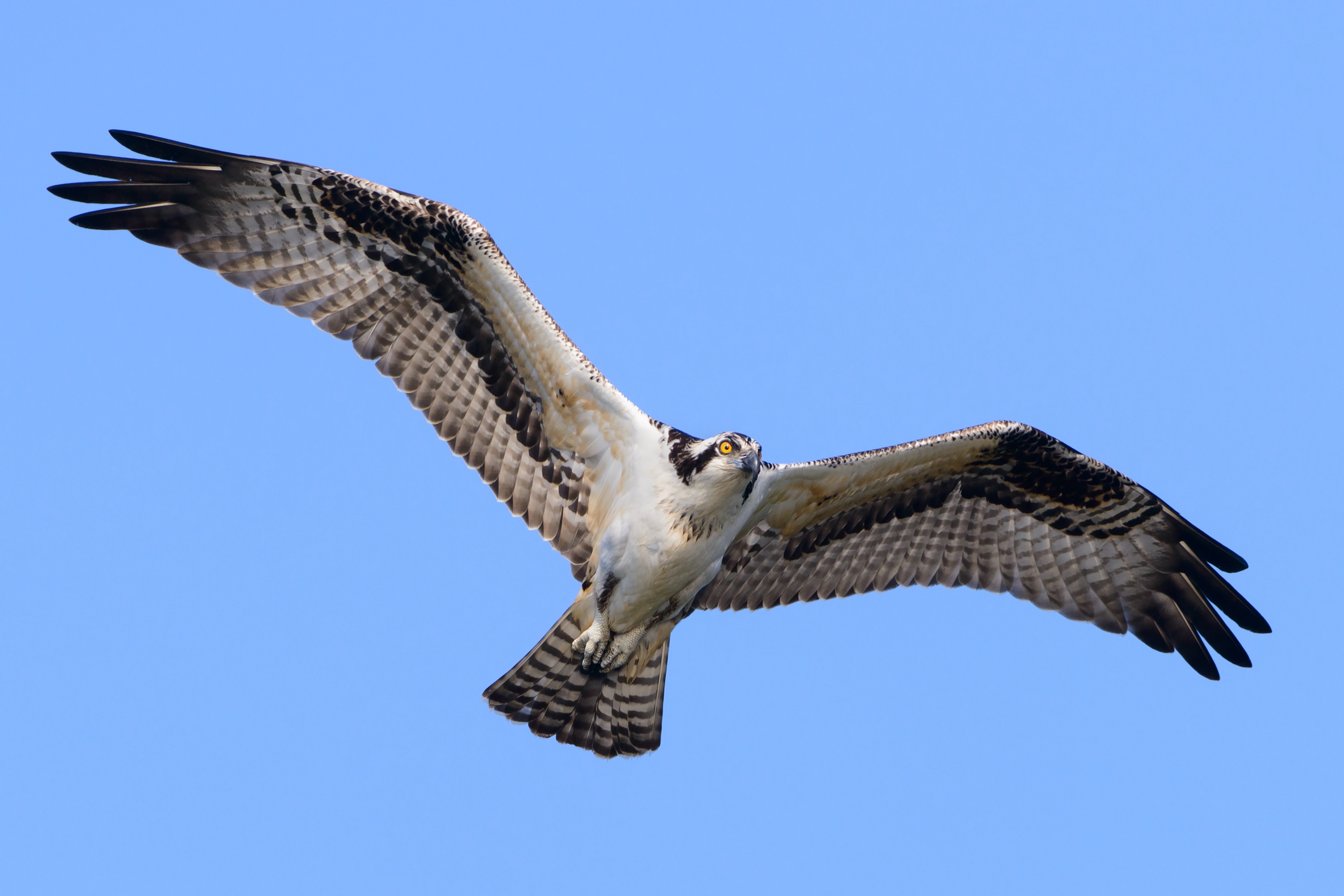 Osprey - credit Birds of Poole Harbour