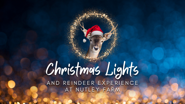 Christmas Lights and Reindeer Experience
