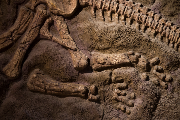 fossil museum dorset