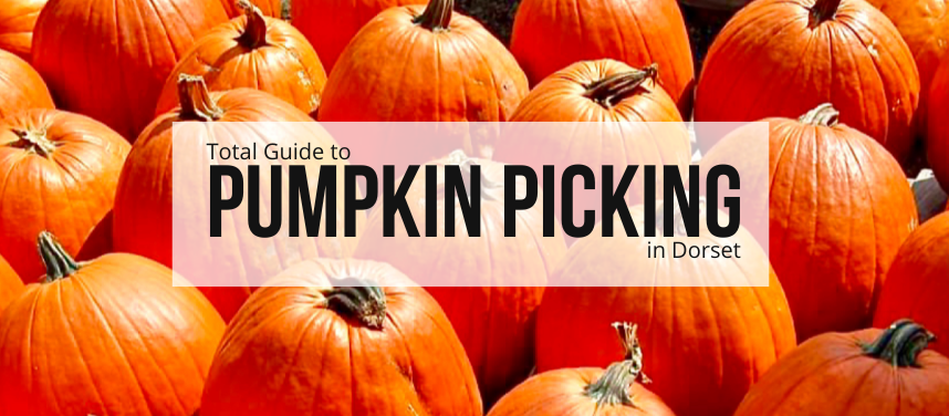 The Best Pumpkin Picking Places in Dorset