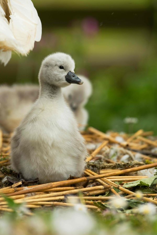 WIN a family ticket to Abbotsbury Swannery