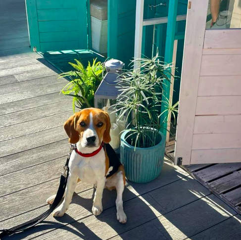 The Oaks Dog Friendly Menu