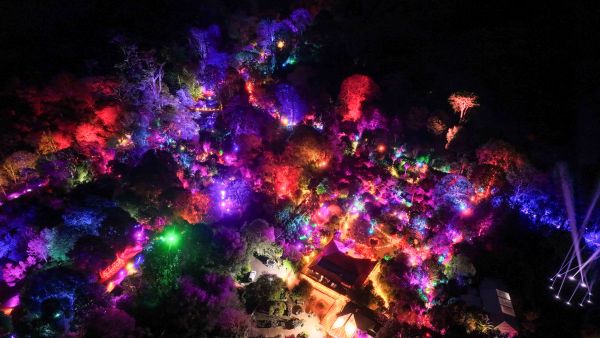 Illuminate 2025 – Winter Lights at Abbotsbury Subtropical Gardens
