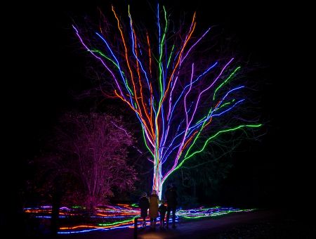 Christmas at Westonbirt Arboretum 