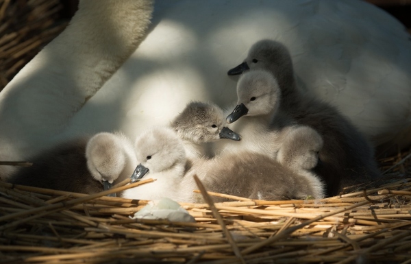 Abbotsbury Swannery