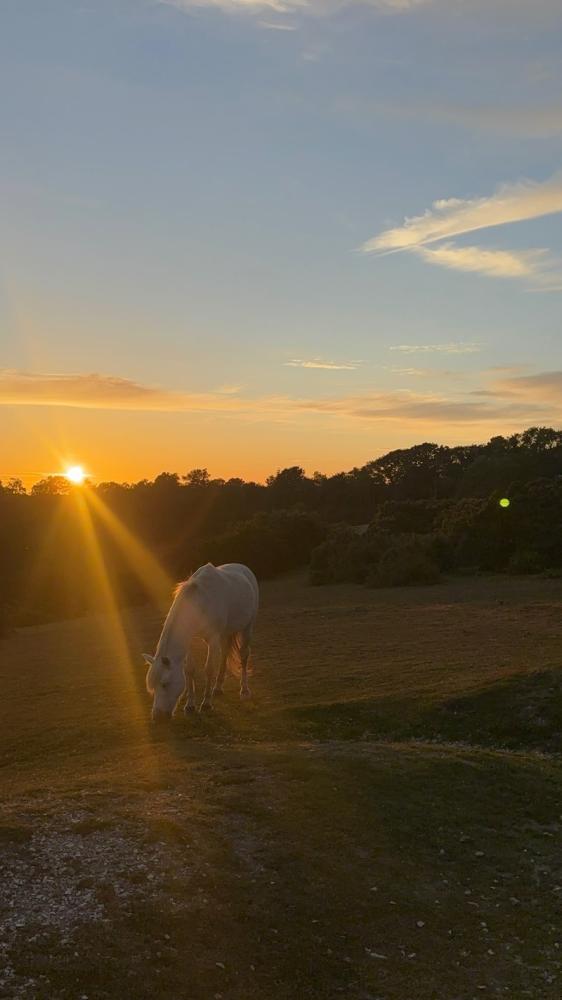 Guide to the New Forest