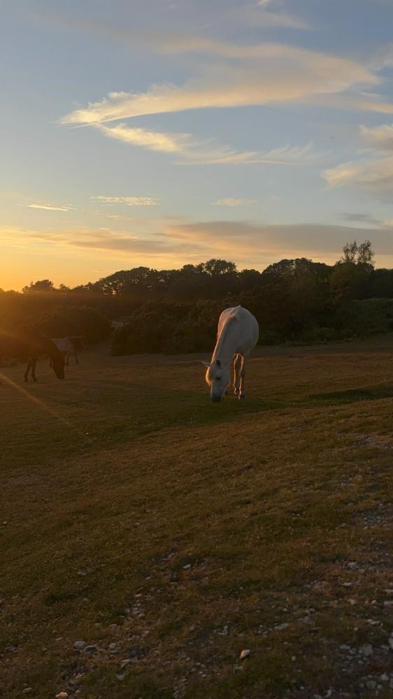 Original Image of New Forest