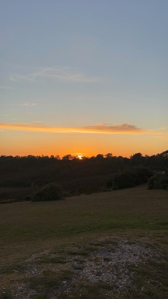 What to do in the New Forest