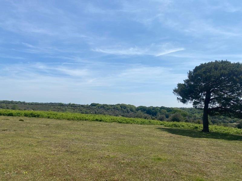 New Forest Scenic Views