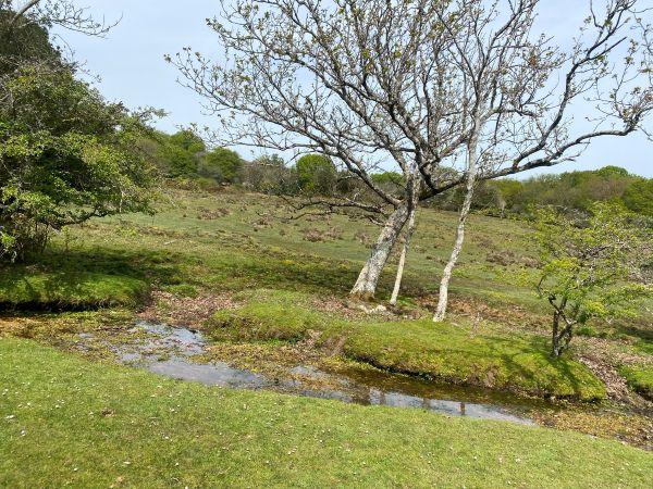 Where to go in the New Forest