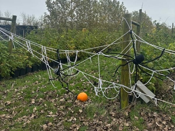 Dorset Country Pumpkins