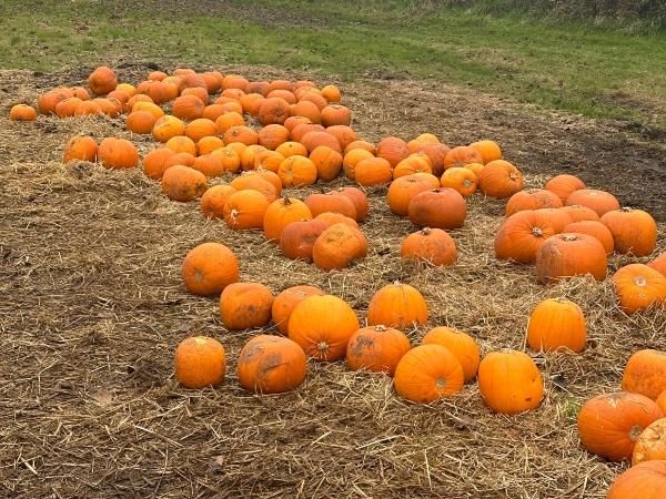 New Forest Pumpkin Patch