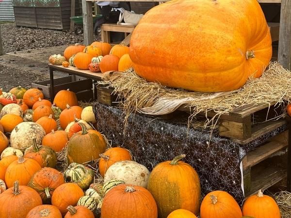 Sopley Farm