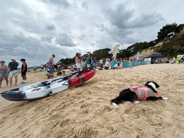Dog Surfing Champs at Shaka Surf