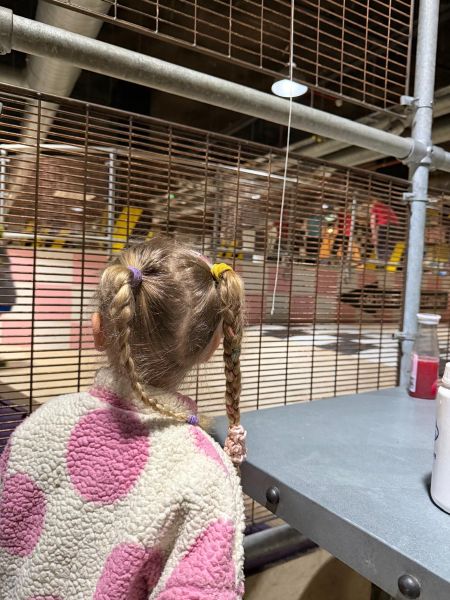 prevail skatepark review 