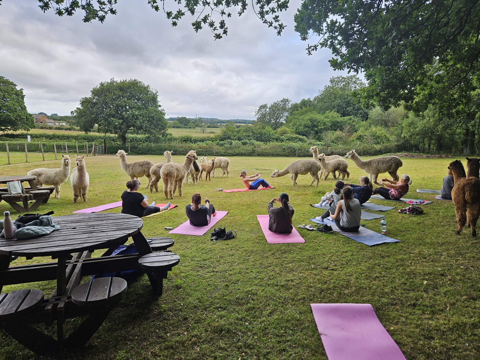 Pilates Just Got Fluffier: Alpaca Classes Return to Dorset This Summer