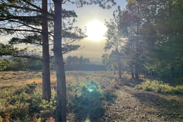 Canford Heath