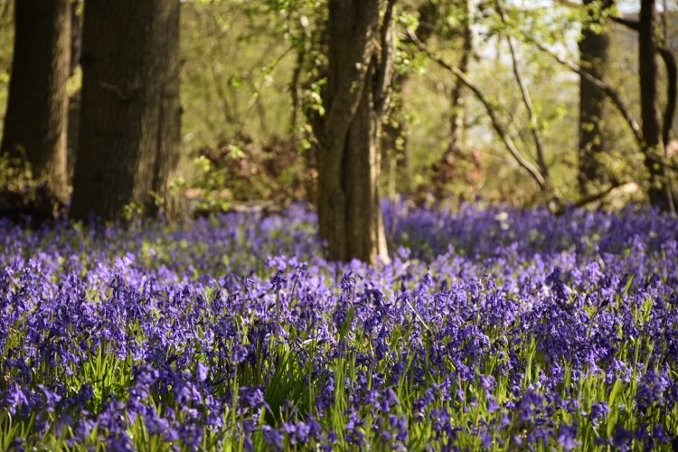 Best Bluebell Woods in Dorset