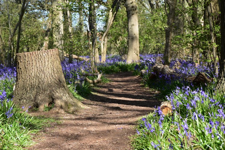 Bluebell Woods at Kingston Lacy