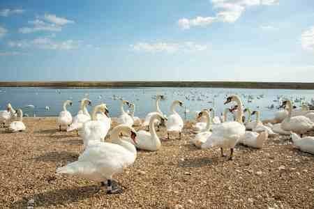 Visit Abbotsbury Swannery - Mums Go FREE