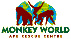 Adult Sleepover at Monkey World