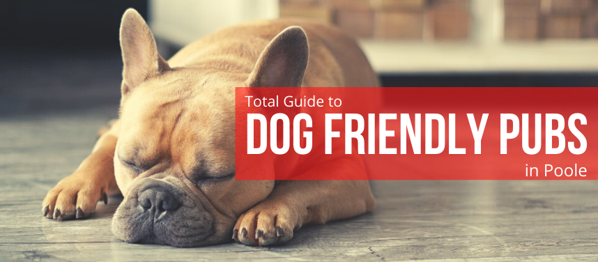 Dog Friendly Pubs in Poole