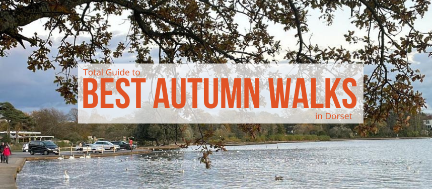 Autumn Walks in Dorset