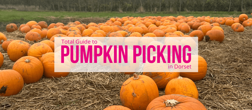The Best Pumpkin Picking Places in Dorset