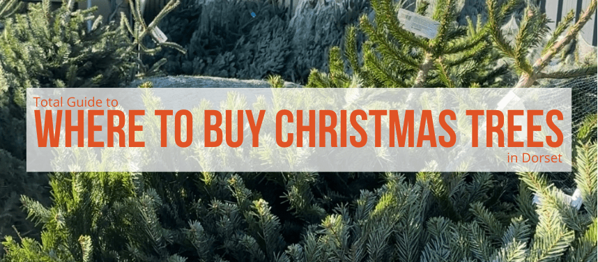WHERE TO BUY CHRISTMAS TREES IN DORSET