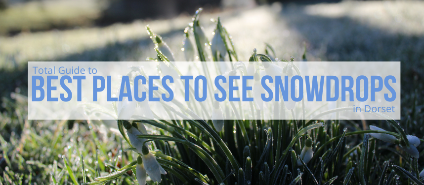 6 Best Places to See Snowdrops in Dorset This Winter
