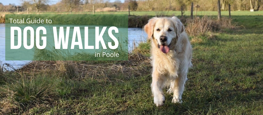 Top 10 Best Dog Walks in Poole