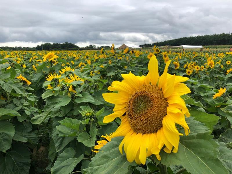 REVIEW: Fordingbridge Maize Maze & Sunflower Picking Patch by Picking Patch
